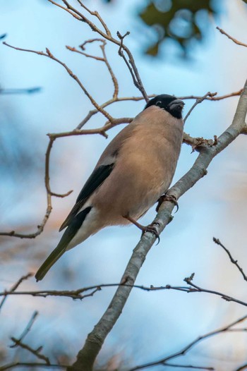 Eurasian Bullfinch Miyagi Kenminnomori Sat, 12/10/2022