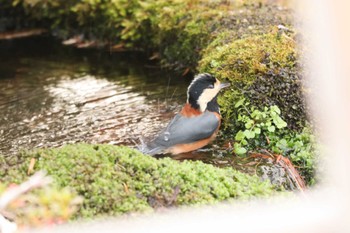 ヤマガラ 北海道 函館市 見晴公園 2022年11月23日(水)