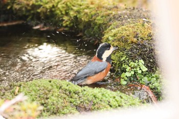 ヤマガラ 北海道 函館市 見晴公園 2022年11月23日(水)