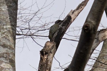 Japanese Green Woodpecker 南阿蘇ビジターセンター Mon, 12/5/2022