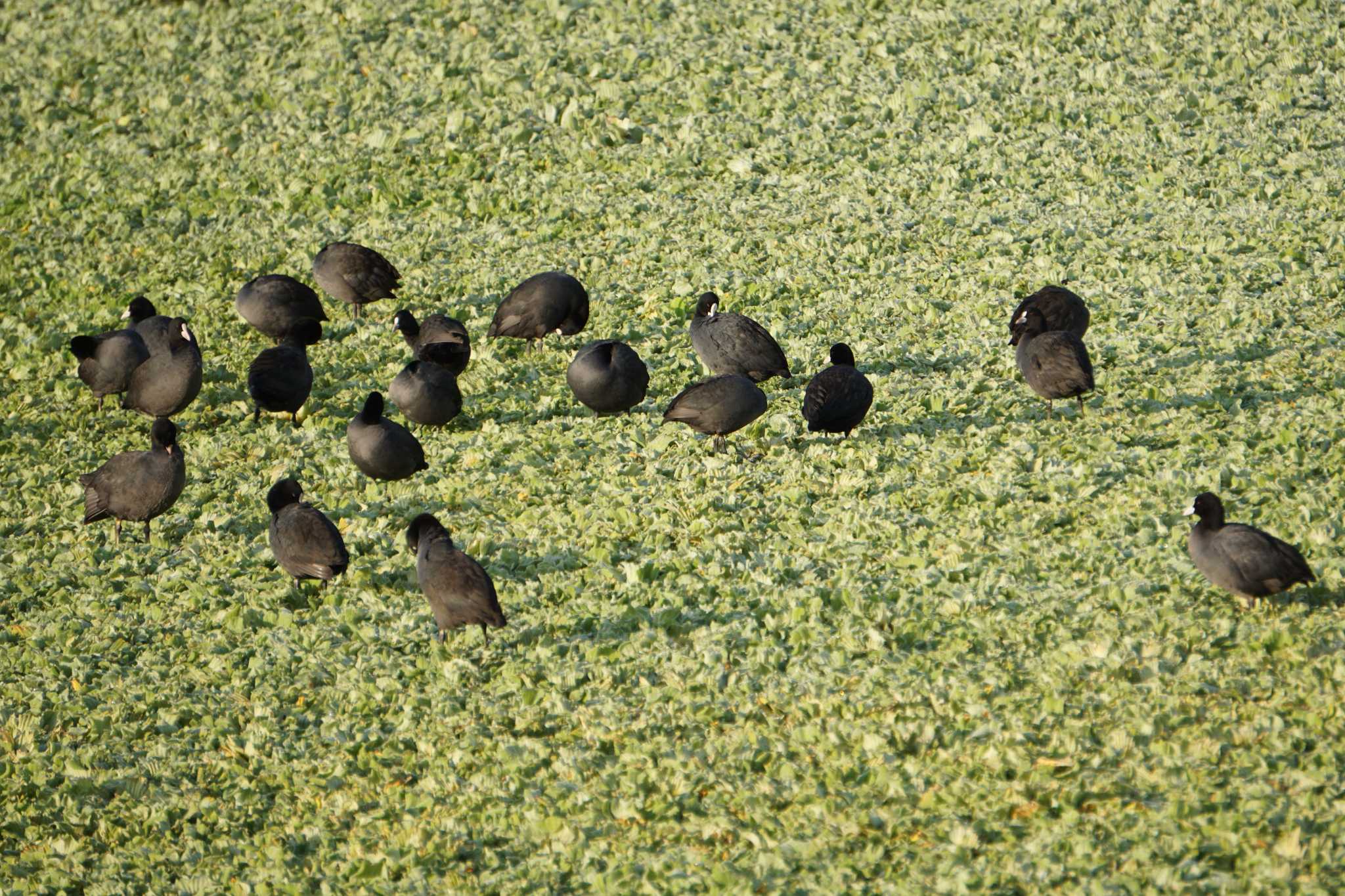 オオバン"Black in Green" by Joh