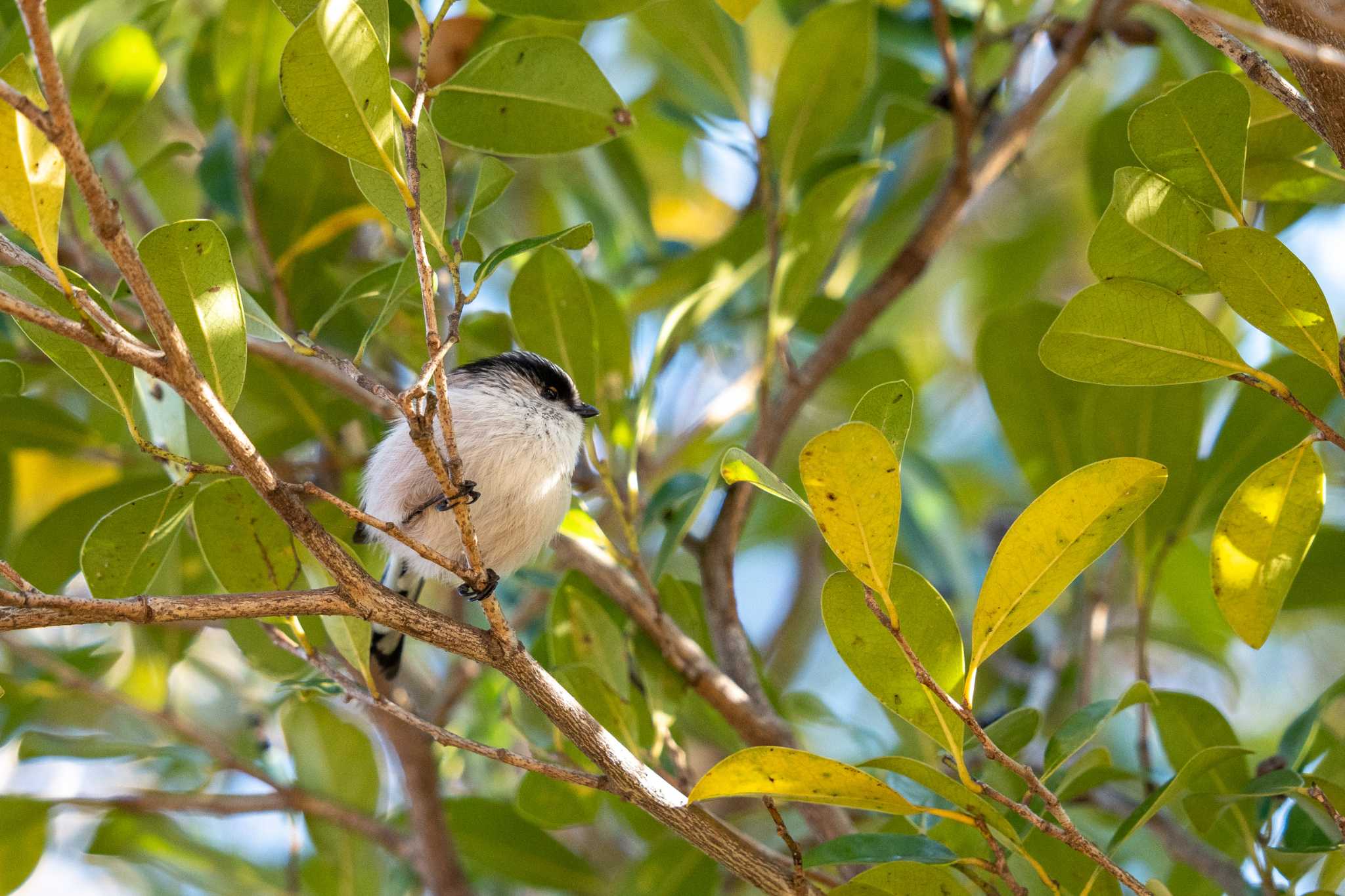 京都府立植物園 エナガの写真