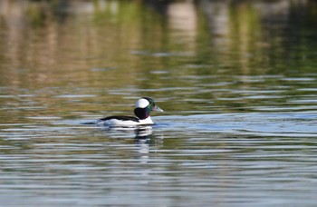 2022年12月10日(土) 多摩川の野鳥観察記録