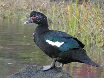 2022年11月27日(日) 檜町公園(東京ミッドタウン)の野鳥観察記録