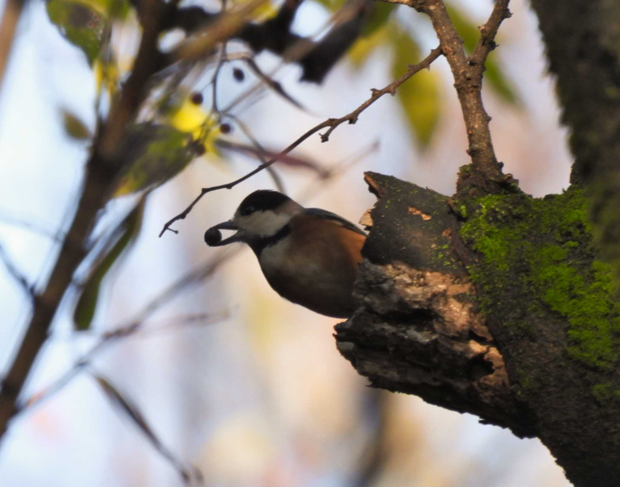  ヤマガラの写真 by NM🐥📷