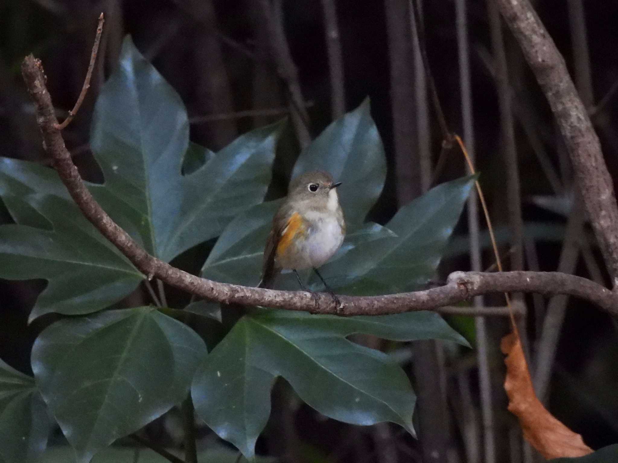 名古屋平和公園 ルリビタキの写真