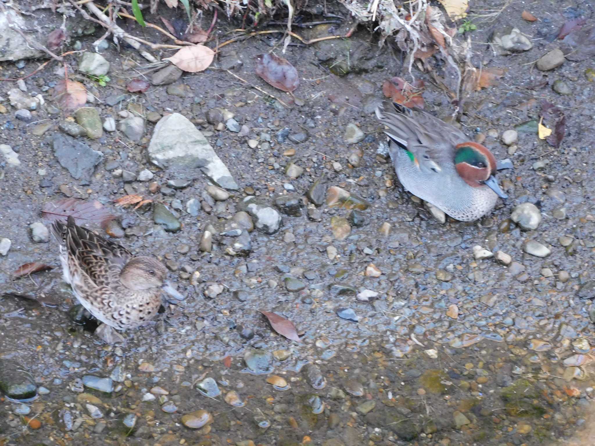 平和の森公園、妙正寺川 コガモの写真