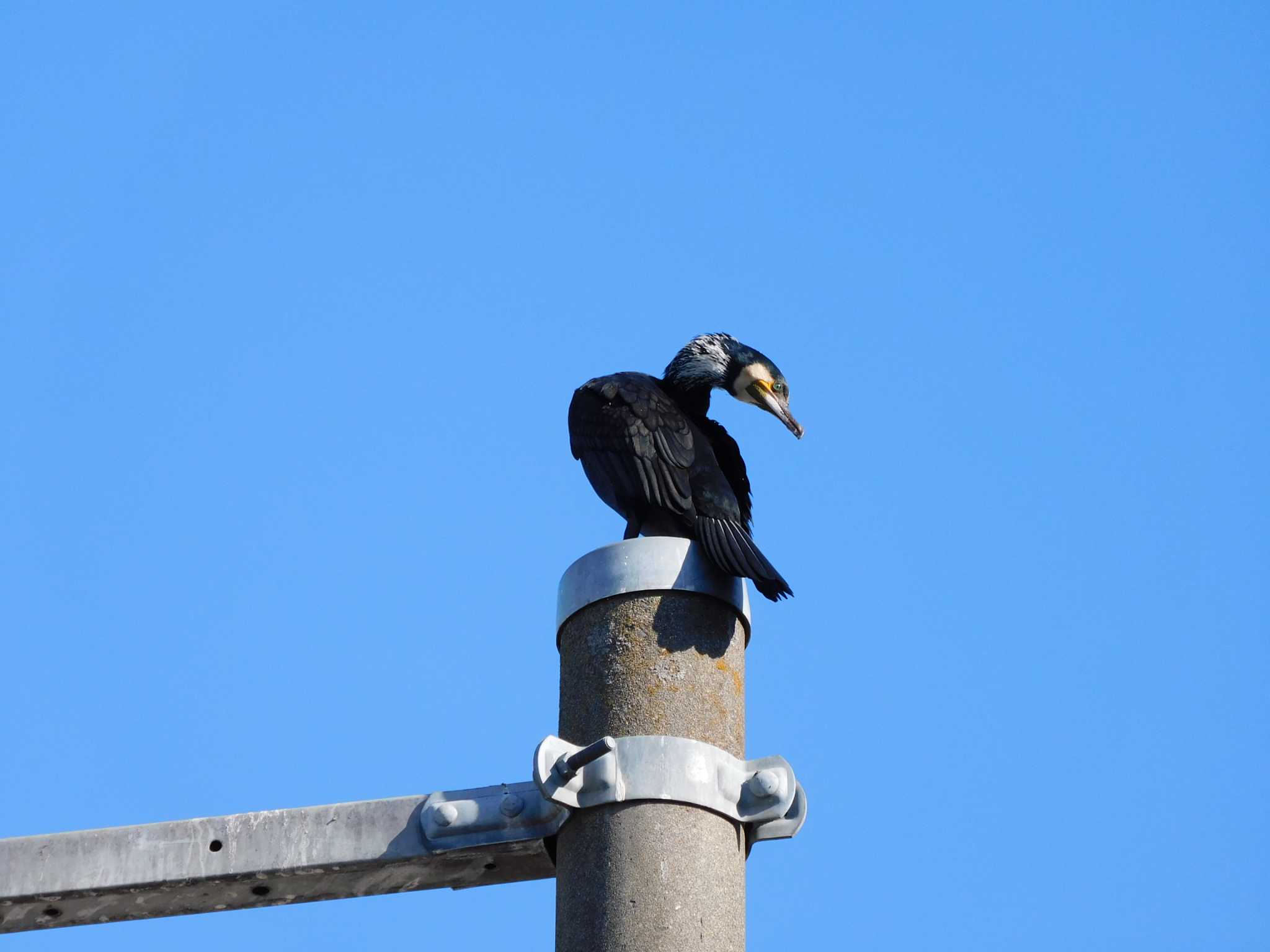 平和の森公園、妙正寺川 カワウの写真