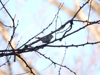 2022年12月10日(土) 大阪府民の森むろいけ園地の野鳥観察記録