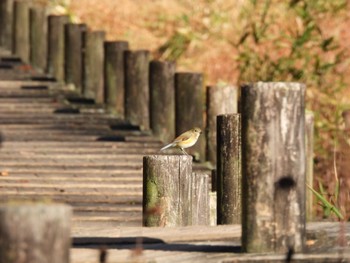 Red-flanked Bluetail 大阪府民の森むろいけ園地 Sat, 12/10/2022