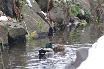 Mallard 北海道大学 Sat, 12/10/2022