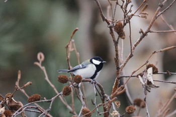 Japanese Tit 北海道大学 Sat, 12/10/2022