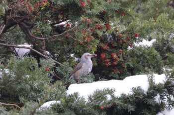 Brown-eared Bulbul 北海道大学 Sat, 12/10/2022