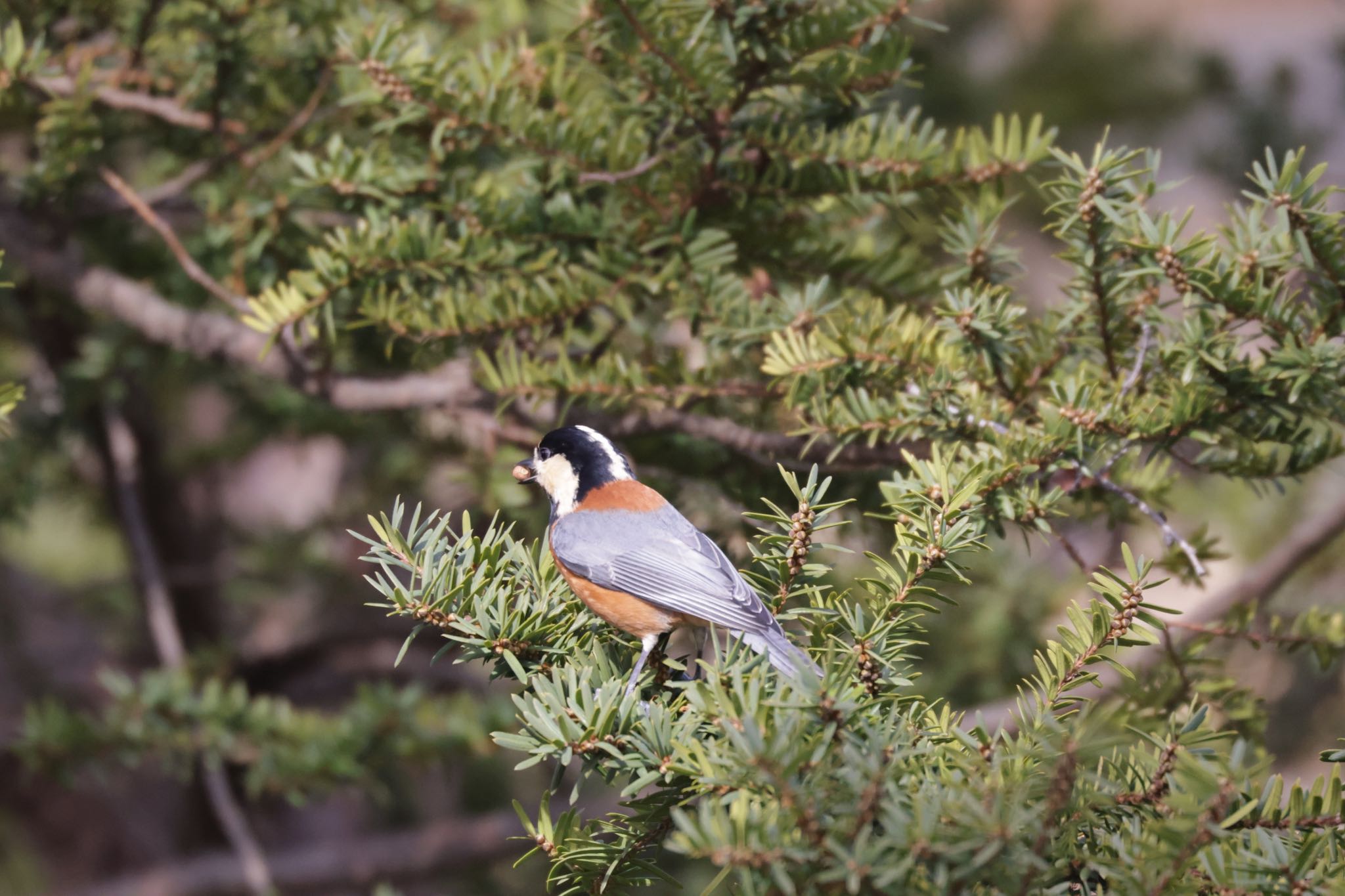 Photo of Varied Tit at 北海道大学 by will 73