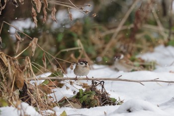 Eurasian Tree Sparrow 北海道大学 Sat, 12/10/2022