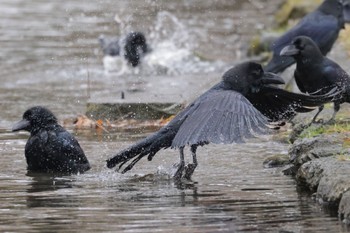 Large-billed Crow 北海道大学 Sat, 12/10/2022