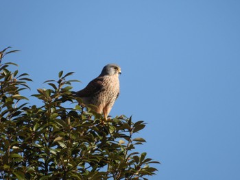 2022年12月10日(土) 奈良市水上池の野鳥観察記録