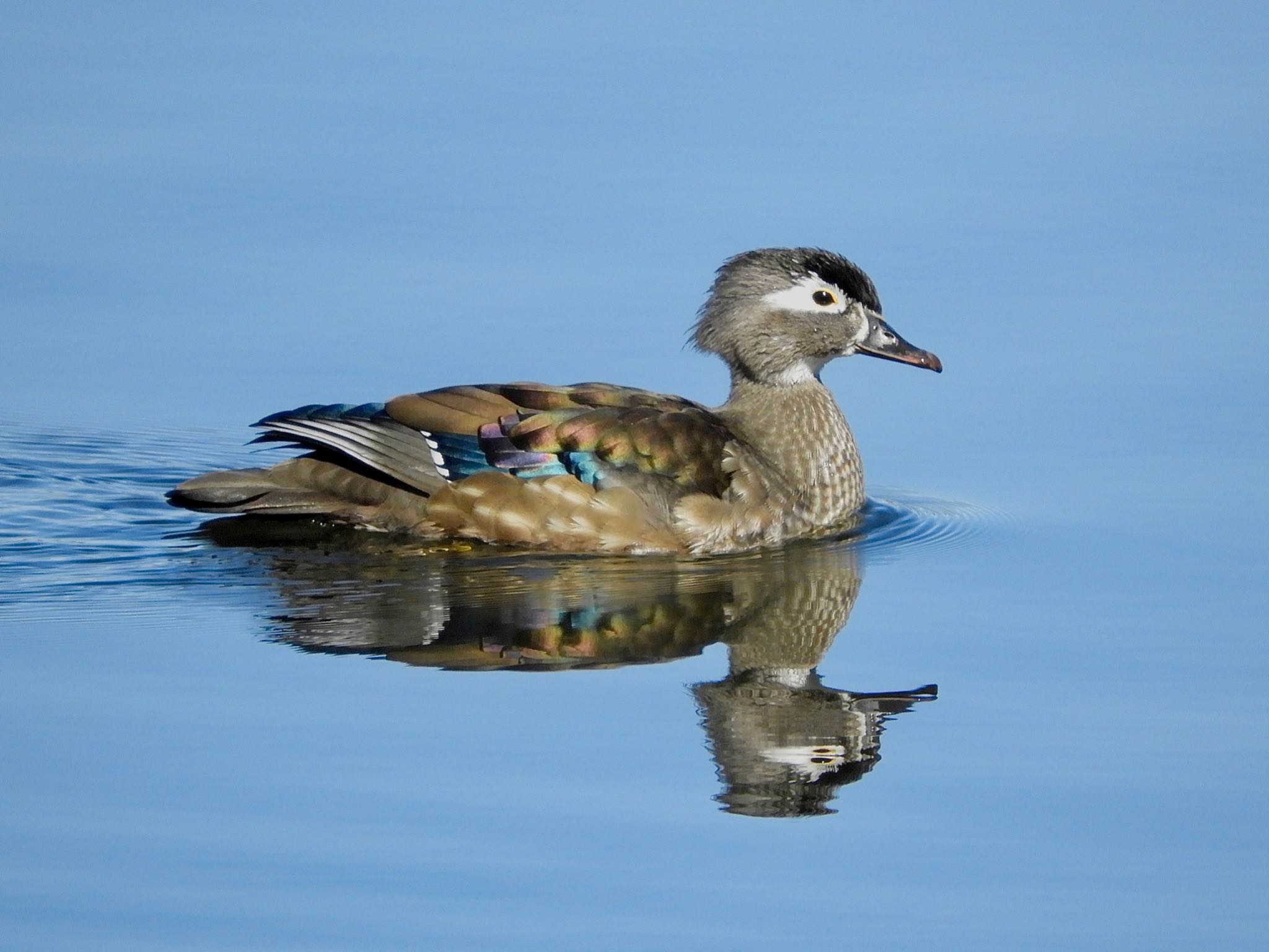 Photo of Wood Duck at Lake Como(Minnesota) by たっちゃん365