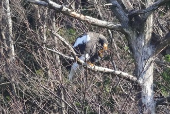 オオワシ 山本山(滋賀県) 2022年12月10日(土)