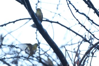 Eurasian Siskin 大阪府民の森むろいけ園地 Sat, 12/10/2022