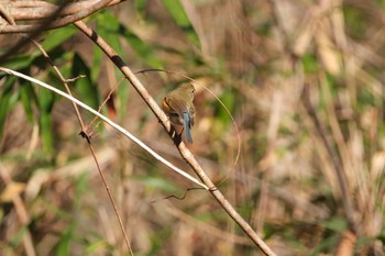 Red-flanked Bluetail 大阪府民の森むろいけ園地 Sat, 12/10/2022