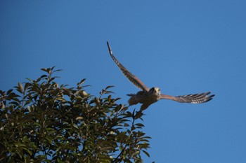 Common Kestrel 平城宮跡 Sat, 12/10/2022