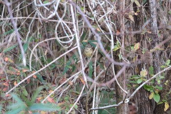 Masked Bunting 大阪府民の森むろいけ園地 Sat, 12/10/2022