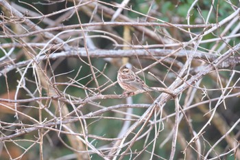 Rustic Bunting 大阪府民の森むろいけ園地 Sat, 12/10/2022