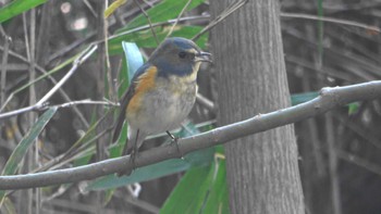 Red-flanked Bluetail Forest Park of Mie Prefecture Thu, 12/8/2022