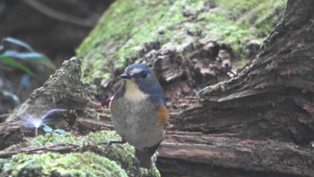 Red-flanked Bluetail Forest Park of Mie Prefecture Thu, 12/8/2022