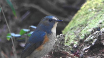 Red-flanked Bluetail Forest Park of Mie Prefecture Thu, 12/8/2022