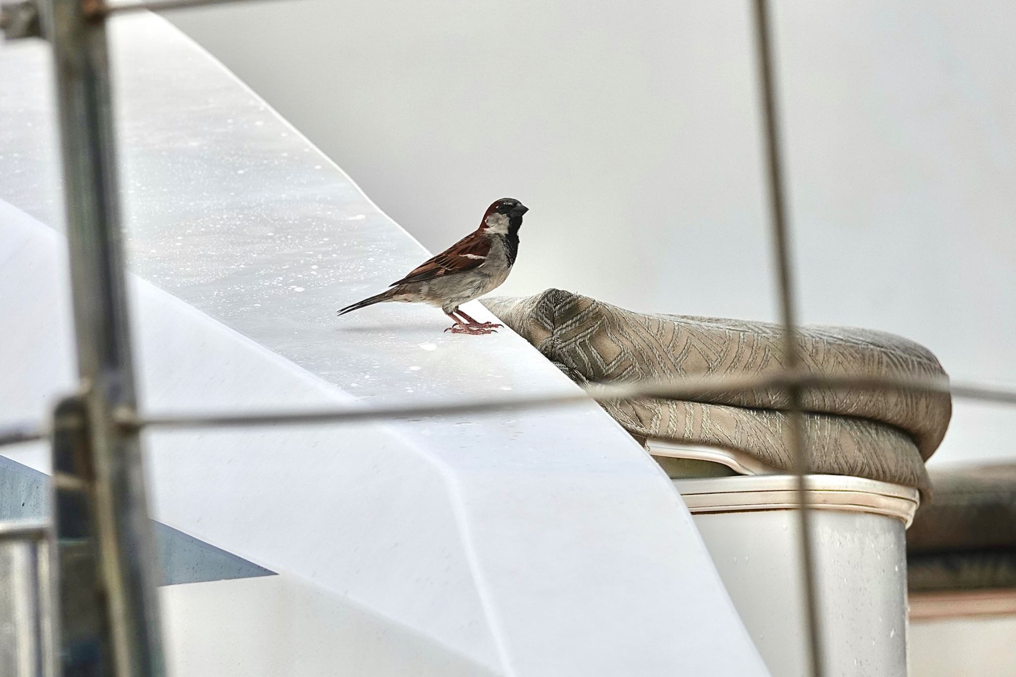 Photo of House Sparrow at ケアンズ by のどか