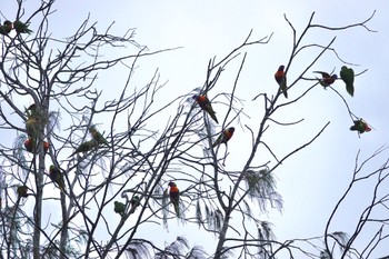 Rainbow Lorikeet ケアンズ Mon, 10/10/2022