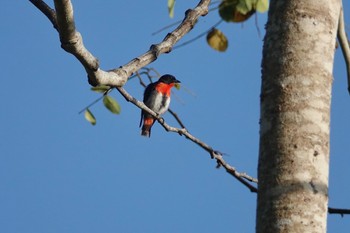 Mistletoebird Mount Whitfield Conservation Park(Cairns) Tue, 10/11/2022