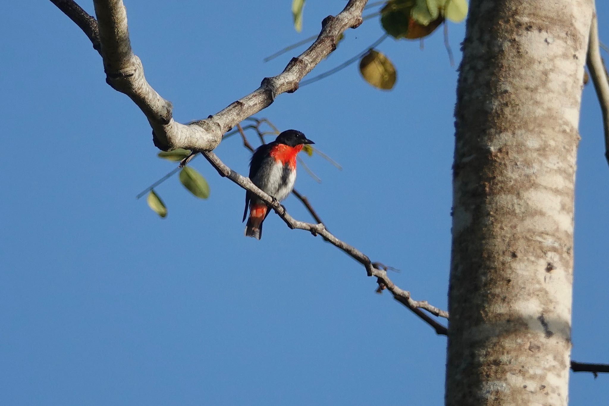 Photo of Mistletoebird at Mount Whitfield Conservation Park(Cairns) by のどか