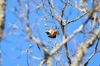 アカゲラ 静岡県立森林公園 2022年12月10日(土)