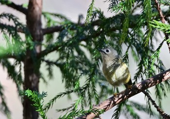 2022年12月10日(土) 南アルプス邑野鳥公園の野鳥観察記録