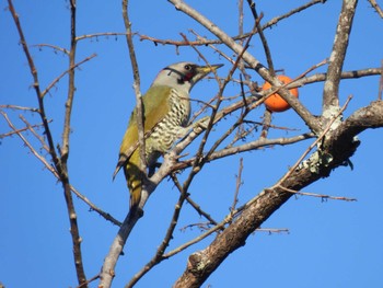 Japanese Green Woodpecker 愛知県緑化センター 昭和の森 Sat, 12/23/2023