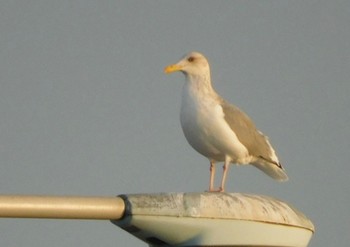 セグロカモメ 東京港野鳥公園 2022年12月3日(土)