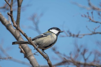 シジュウカラ 明石公園 2018年2月26日(月)