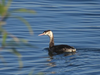 Great Crested Grebe 多摩川 Sat, 12/10/2022