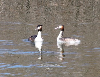 カンムリカイツブリ 場所が不明 2018年3月6日(火)