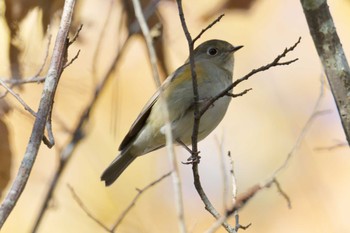 ルリビタキ 滋賀県甲賀市甲南町創造の森 2022年12月10日(土)