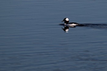 Bufflehead 一ノ宮公園 Sat, 12/10/2022