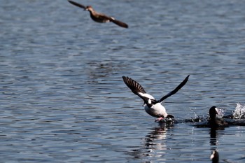 Bufflehead 一ノ宮公園 Sat, 12/10/2022