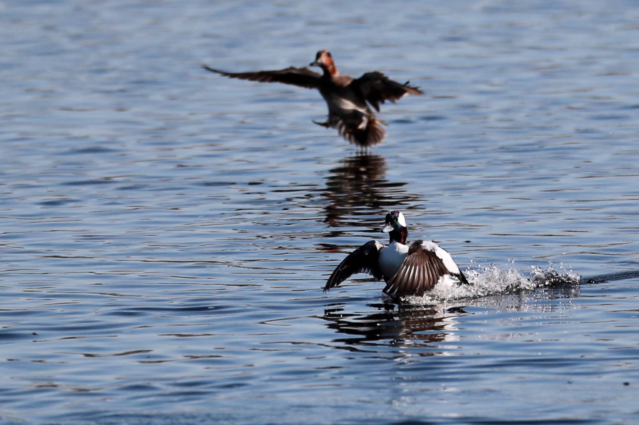 Photo of Bufflehead at 一ノ宮公園 by 八丈 鶫