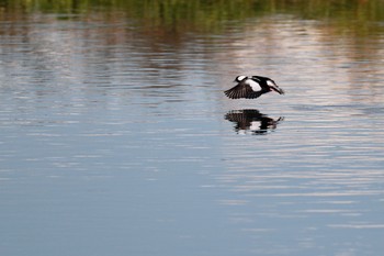 Bufflehead 一ノ宮公園 Sat, 12/10/2022