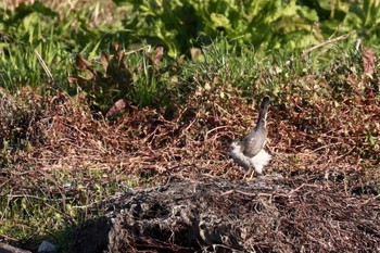 Eurasian Sparrowhawk 一ノ宮公園 Sat, 12/10/2022