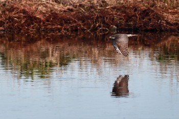 Eurasian Sparrowhawk 一ノ宮公園 Sat, 12/10/2022