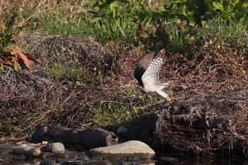 Eurasian Sparrowhawk 一ノ宮公園 Sat, 12/10/2022